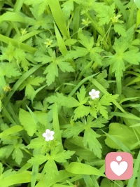 生命力不是一种感觉，而是不论我们此刻的感觉如何，都能意识到自己尽情地活着，觉察到自己处在当下。我们甚至能够在自己临终前或者极度悲痛时意识到生命的活力，因为“痛并快乐着”。