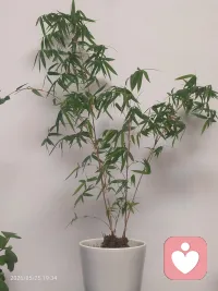 惬意的事不能“我执”，小小喜欢浅尝辄止！
就像养花，三盆两盆足矣！
刷短剧、搓麻将、喝大酒、熬深夜……我都不给点赞！配图