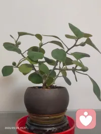 惬意的事不能“我执”，小小喜欢浅尝辄止！
就像养花，三盆两盆足矣！
刷短剧、搓麻将、喝大酒、熬深夜……我都不给点赞！配图