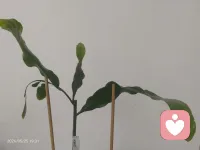 惬意的事不能“我执”，小小喜欢浅尝辄止！
就像养花，三盆两盆足矣！
刷短剧、搓麻将、喝大酒、熬深夜……我都不给点赞！配图