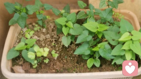 你的焦虑哪是突然来的？早就在小时候埋了根