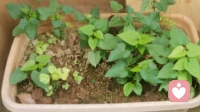 你的焦虑哪是突然来的？早就在小时候埋了根