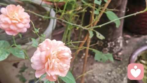 今天我敢把这事说出来，就不怕你们笑我傻。去年为了给孩子换学区房，我跟我老公办了“假离婚”，协议上写的房子归他，存款大部分也划在他名下，我当时拍着胸脯跟我爸妈说“