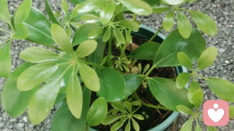 那些藏在“我没事”里的委屈:我真的很讨厌你父母,但我一个字都不会说