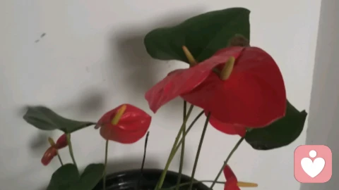 前阵子我对着镜子骂了自己半小时,觉得我怎么能这么混账?结婚三年,老公把我放在心尖上疼,下雨送伞、加班接我,连我生理期爱喝的红糖姜茶温度都卡得刚刚好,可我看着他带