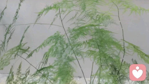 躲在传话筒背后的真心：那些没说出口的“我喜欢你”，藏着多少忐忑与遗憾