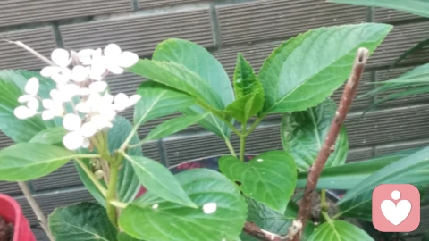 成年人的心动最擅长“装”——明明翻遍了对方的社交动态摸透了所有作息，碰面时却要摆出一脸“怎么这么巧”的惊讶。我常说：“所有看似偶然的偶遇，都是一方攒了很久的主动