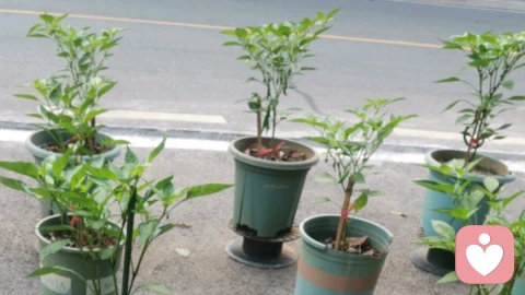 点赞异性朋友圈:婚姻里的“醋意炸弹”,咋拆?