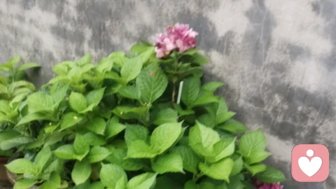 偷偷藏A片学技巧不敢认?你藏的小心思,反而比片子本身更戳人