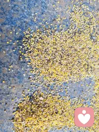 日常喂鸟，每天都能看见蚂蚁，仿佛能看到蚂蚁被鸟当早餐吃掉。