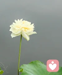就像这朵静静开着的花，很多成年人的心事，表面看着平静，内里却藏着说不出的褶皱和疲惫。
有些话，说出来怕矫情，咽下去又撑得慌。
没关系，不用勉强自己。
我在这里，只听，不劝，陪你慢慢把心里的褶皱摊开。配图