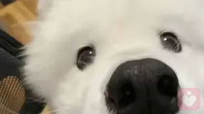【明哲】