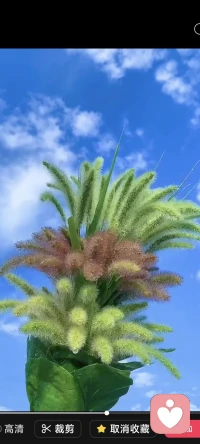 出门的时候请收起下巴，抬头挺胸，好好享受阳光的味道，想清楚自己喜欢什么，想要做什么，然后摒弃一切外界干扰向着目标前进，将自己的精力完全致力于你所追求的理想，总有一天你会发现自己与理想已经越来越近，就好像美丽的珊瑚虫在波涛汹涌中寻找到自己想要的东西。
在脑海中，勾勒一个完美的，热情的，杰出的自我，然后一步一步向那个高大的形象前进