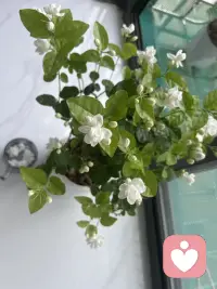 早上好☀️，今天周六又是爱自己的一天，一定要开开心心的哦，毕竟爱自己才是终生浪漫的开始嘛！😀😀