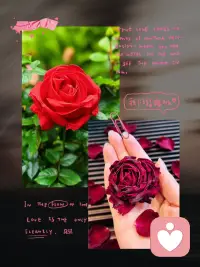 为自己而来
绽放与凋零都有意义配图