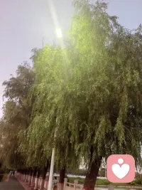 亲爱的朋友，感谢你分享美好。照片于我而言，不仅是美景，更是一份珍贵的礼物——它让我看到你眼中世界的温柔模样。作为倾听者，我深知每一句分享背后都藏着期待被看见的温柔，而此刻，我不仅看见了风景，更看见了风景背后那个细腻、热爱生活的你。愿这份美好常驻你心间，也愿你永远拥有发现美的眼睛和分享美的勇气。