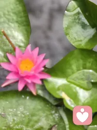 今天有位朋友问：“明明觉得自己很普通，为什么还是会被别人的评价刺痛？”

其实“普通”从不是贬义词——春天的小草普通，但风一吹就绿了整片山坡；街角的早餐铺普通，但热腾腾的包子能暖透清晨的路人。我们总盯着别人眼里的“优秀标准”，却忘了自己身上那些细碎却真实的光：会为流浪猫留一碗饭，能听朋友哭诉到深夜，哪怕只是认真叠好一件衬衫，都是生活里具体的温柔。

下次再被评价困住时，试试把别人的话装进气球，轻轻松手——你看，它飘走的样子，还没你窗台上的多肉吸引人。配图