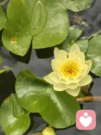 夏天是灿烂的，像一池一池开放的荷花，夏天是灵动的，像划桨的采莲姑娘打湿了衣裳。夏天是个充满惊喜的季节，夜间一阵三更雨，让浮躁的内心又能享受一丝清凉。夏天还是个适合思念的季节，孤单的夜晚越来越短，从此，想你的时间越来越漫长。