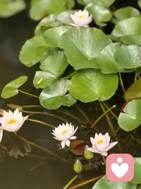 夏天是灿烂的，像一池一池开放的荷花，夏天是灵动的，像划桨的采莲姑娘打湿了衣裳。夏天是个充满惊喜的季节，夜间一阵三更雨，让浮躁的内心又能享受一丝清凉。夏天还是个适合思念的季节，孤单的夜晚越来越短，从此，想你的时间越来越漫长。