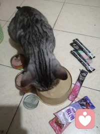 以前我很确信那句话：
知道你会来，所以我等！
可是这几天我家的虎斑猫病了，我带它去看医生，先做的检测。医生说，花了钱咋不敢保证就一定能治好！
第二天我带它去治疗，平时很乖巧的猫咪，突然从纸箱📦里跑出来，钻进路边一辆轿车底下，无论我怎么喊它的名字，它就是不出来。

我在路边守着它几个小时，想明白一件事：它不想让我花几千元折腾一番，最后再没有保住它的生命。

后来，我再叫它的名字时，也许在车底下太久，它朝我爬过来。我抱起它，坐在路边，等孩子过来接我们回家。

我和孩子没有放弃它，去宠物店买了一大堆各式各样的猫零食，猫罐头，猫条，猫饭主食包，各种口味的。
然后在网上一口气下了8单，都是给它买的好吃的。

我想用这种方式，记住它！
在购物记录里面，除了以往的猫砂、猫粮、猫罐头，还有这些我平时舍不得给它买的那些好吃的，我祈祷它好起来，开心满足的吃着我给它选的零食。就像自己小时候，生病了，喝药很苦，妈妈给我买一堆好吃的。

从6月10日到今天，我和孩子时刻关注它的状态。把能想到的，所有能做到的，都全力以赴的去做了。

三个人分工合作的给猫咪喂药，喂营养液，怕它脱水。它很乖巧，哪怕在反抗，全力争扎，爪子都是收拢的，它怕伤到我们。

我常常会看着窗外发呆，一只小猫咪的生病，让我在中年后思考人生！

也不是第一次面对生病，去年父亲就生病了，当时医生用一场成功的手术给了我安全感。

这次让我恐慌的，是虎斑猫的病，医生说的那句：不确定能不能好！为什么就不能告诉我：你的爱宠，这次生病可以治好！

原来，生命不是到老才死的！
原来，有些人可能一直等不到的！