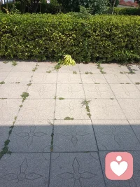 一直没有白天出门过，没见过太阳。
今天跑跑一上午，没做防晒，一下子晒黑了！
老后悔了！
护肤千万步，防晒第一步！
地上的花草都晒蔫了！配图