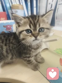 孽缘也是缘，苦果也是果，只有我的小猫不会离开我配图