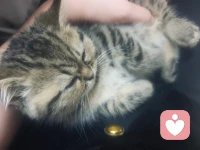 孽缘也是缘，苦果也是果，只有我的小猫不会离开我配图