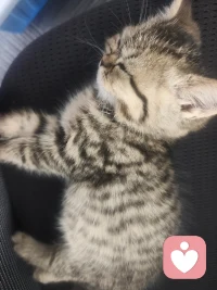 孽缘也是缘，苦果也是果，只有我的小猫不会离开我配图