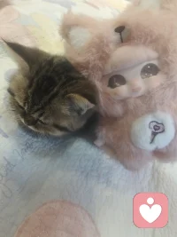 孽缘也是缘，苦果也是果，只有我的小猫不会离开我配图
