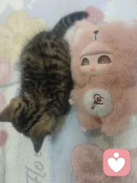 孽缘也是缘，苦果也是果，只有我的小猫不会离开我配图