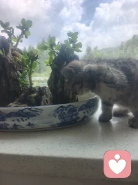 孽缘也是缘，苦果也是果，只有我的小猫不会离开我配图