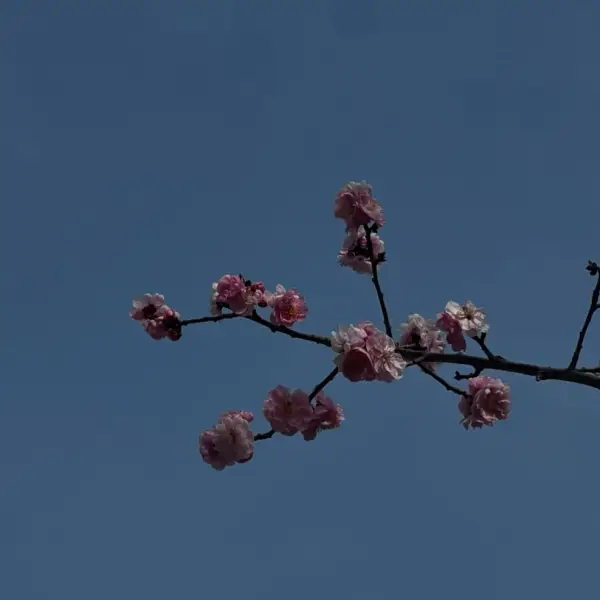 云朵