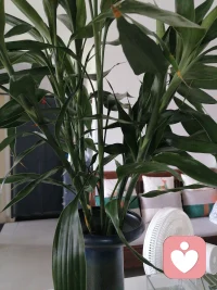 心有暖阳何惧风霜，向阳而生春暖花开