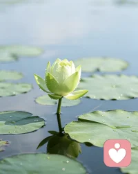 🌸 我在这里，陪你走过情绪的阴雨天

你好，我是一名持证心理咨询师，也是一名身心疗愈陪伴者。

我擅长的，是陪你一起看懂自己——

· 如果你心里堵得慌，却说不出为什么
· 如果你总是内耗、焦虑、睡不好
· 如果你在感情、婚姻、家庭里感到疲惫
· 如果你身体总是莫名不舒服——胸闷、失眠、小腹不适
· 如果你正在经历经期情绪波动、产后低落、更年期烦躁
· 如果你对身心灵探索、七轮能量、芳香疗愈感兴趣

我的背景有些特别：
心理咨询师 + 多年中医妇科临床经验 + 疗愈实践 + 七轮芳疗体系

情绪和身体从来不是分开的——心里的委屈，身体会记得；身体的紧绷，情绪也在呼救。

在这里，我会：
✓ 安静地听，不带评判
✓ 陪你梳理那些理不清的情绪
✓ 结合身体状态，给你温柔的观察视角
✓ 如果你愿意，也可以分享一些简单的呼吸、动作、香气的小方法

🌱 我不急着你“好起来”，我陪你先“安下来”。

💬 你不必完美，做真实的自己就好。配图