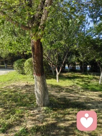 今天拍了树和我的影子。风不大，坐着的时候能听见叶子偶尔响一声。今天是辟谷结束后的第三天，身体还在适应新的节奏。没有计划要说什么，只是想记录一下此刻的状态