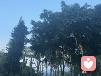 在倾听的过程中，让身体放松，轻安，这样的感觉是不是会更好了配图