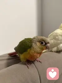 心情低谷期的时候 可能养宠物会开导你的情绪 即使它们不会讲话 仅仅是在你旁边配图