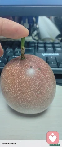 红色的百香果爆浆了，不一样的甜度！居然更加的甜，允许接纳不一样的人或物或心情等等，会有不同的收获，也许是意外的收获……