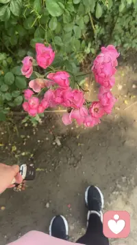 花有重开日，人无再少年