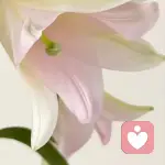 可依倾听师的头像