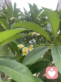 总有人困在情绪的死胡同里，背负家庭、感情、生活层层压力独自硬扛。习惯伪装坚强，习惯把委屈藏在心底，身边人总劝你想开一点，却少有人愿意安静接住你所有破碎。

人生没有永远的一帆风顺，悲欢、遗憾、苦难都是必经的旅程。不必强迫自己成熟豁达，脆弱从来不是缺点，不必独自消化所有难言苦楚。

见过太多满身风霜仍心存善意的人，真正的治愈从不是强行抹去伤痛，而是有人愿意耐心倾听你的过往，包容你的所有负面，陪你梳理杂乱的情绪。
历经万般磨难依旧心向温柔，允许自己放慢脚步，好好接纳内心所有不安，你值得被好好善待。配图