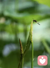 慢下来……

不必强迫自己时刻奔赴前路，允许短暂停下，就是最好的治愈。

找一处安静的角落，任由晚风轻轻裹住周身，看落日把云朵晕成温柔的橘色，听树叶沙沙私语，暂时抛开焦虑与遗憾。那些没完成的目标、解不开的心结，都可以暂且搁置。

生活从不是一场必须冲刺的竞赛。一杯温水，一缕晚风，片刻放空，就足够抚平内心褶皱。慢慢来，所有困顿都会慢慢消解。你不需要一直坚强，偶尔脆弱、短暂休憩，也是对自己温柔的成全。好好接纳当下的自己，平凡细碎的温柔，终会慢慢治愈所有疲惫。配图