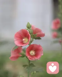 慢下来……

不必强迫自己时刻奔赴前路，允许短暂停下，就是最好的治愈。

找一处安静的角落，任由晚风轻轻裹住周身，看落日把云朵晕成温柔的橘色，听树叶沙沙私语，暂时抛开焦虑与遗憾。那些没完成的目标、解不开的心结，都可以暂且搁置。

生活从不是一场必须冲刺的竞赛。一杯温水，一缕晚风，片刻放空，就足够抚平内心褶皱。慢慢来，所有困顿都会慢慢消解。你不需要一直坚强，偶尔脆弱、短暂休憩，也是对自己温柔的成全。好好接纳当下的自己，平凡细碎的温柔，终会慢慢治愈所有疲惫。配图