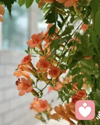想却不能

夜雾漫上窗棂，远处低徊的歌谣随晚风漫入屋内。

思如静水暗流，漫过岁岁朝夕。暗自期许，温柔悉数托付，欲邀共赏晨昏风月，奈何尘缘有隔，即便咫尺亦如山海。

曲声往复不休，每一段婉转，似饱含惦念。心意就算滚烫澄澈，唯敛于方寸心底，不敢赴，不敢言。

纵有满腔倾慕，终究隔夜遥望。欲诉深情，却困于分寸之间，唯寄长夜，收藏这场无从启程的倾心。配图