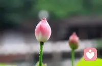 永远记住：位置不同，少言为贵；认知不同，不争不辩；三观不合，浪费口舌。群处守嘴，独处守心。如此，才能活得洒脱惬意，自在顺从。配图