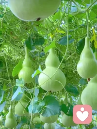 最美的时光，莫过于当下，最亮的风景，正展于眼前，不求大富大贵，只愿平安健康。愿我们保持好心态，一路向阳。风携吉兆，花藏好运，
愿日日无忧，满心欢喜。配图