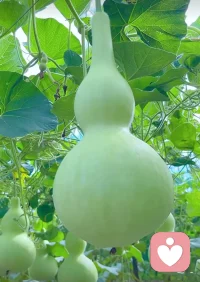 最美的时光，莫过于当下，最亮的风景，正展于眼前，不求大富大贵，只愿平安健康。愿我们保持好心态，一路向阳。风携吉兆，花藏好运，
愿日日无忧，满心欢喜。配图