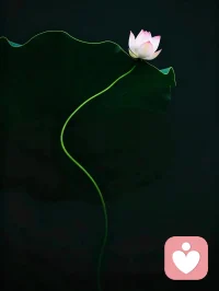 起落无常的，是岁月；笃定安然的，是灵魂。
在这熙熙攘攘的烟火尘世里，
怀一颗淡然心，阅悲欢，
持一份柔软意，渡流年。
人间冗杂，慢行、静守、淡看，
万般经历，随心、随性、随安。配图