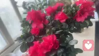 生活各有际遇，每个人都在顺着本心认真过日子。
有人随缘邂逅、自在相爱，有人经亲友引荐慢慢相知。
爱从来没有统一模板，真诚、专一、好好陪伴就足够珍贵。
多一份包容，少一点偏见，善待身边与众不同的人，温柔处世，便是最好的生活态度。配图