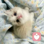 小鱼的头像